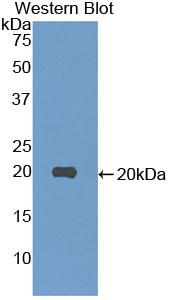 Polyclonal Antibody to Neurotensin (NT)