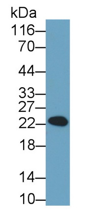 Polyclonal Antibody to C-Type Lectin Domain Family 2, Member C (CLEC2C)