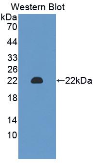 Polyclonal Antibody to Chromogranin A (CHGA)