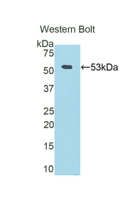 PAB215Hu71.jpg