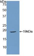 Polyclonal Antibody to Relaxin (RLN)