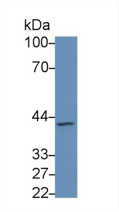 Polyclonal Antibody to Hyaluronidase (HAase)