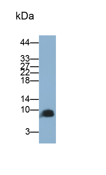 Polyclonal Antibody to Gastrin (GT)