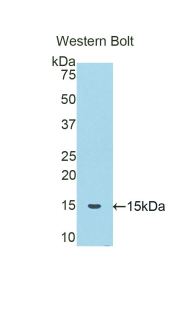 Polyclonal Antibody to Corticosteroid Binding Globulin (CBG)