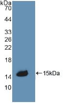 Polyclonal Antibody to Corticosteroid Binding Globulin (CBG)