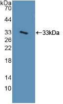 Polyclonal Antibody to Integrin Alpha 2 (ITGa2)