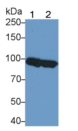 Polyclonal Antibody to Plasminogen (Plg)