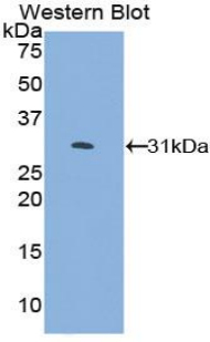 Polyclonal Antibody to Kruppel Like Factor 4, Gut (KLF4)