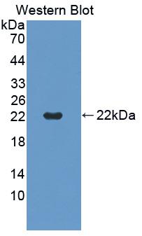 Polyclonal Antibody to Tumor Necrosis Factor Receptor Superfamily, Member 5 (CD40)