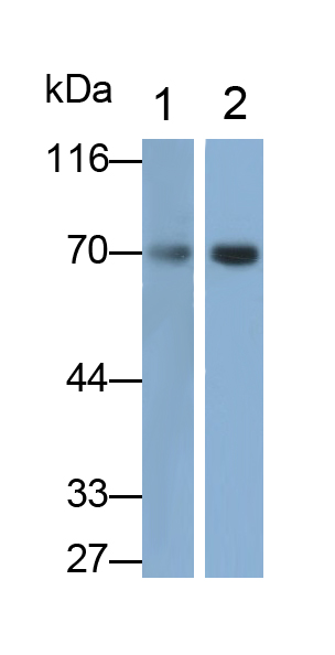 Polyclonal Antibody to Cluster Of Differentiation 73 (CD73)