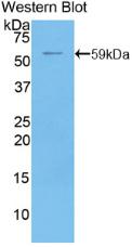 Polyclonal Antibody to Cluster Of Differentiation 73 (CD73)