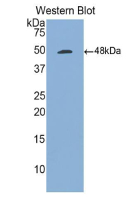 Polyclonal Antibody to Tumor Necrosis Factor Ligand Superfamily, Member 7 (TNFSF7)