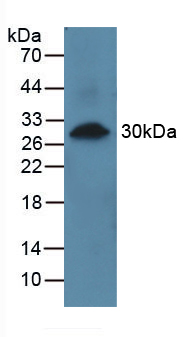 Polyclonal Antibody to Prolylcarboxypeptidase (PRCP)