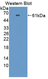 Polyclonal Antibody to Prolylcarboxypeptidase (PRCP)