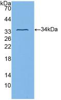 Polyclonal Antibody to Integrin Beta 3 (ITGb3)