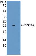 Polyclonal Antibody to Glucagon (GCG)