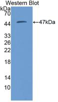 Polyclonal Antibody to Kininogen 1 (KNG1)