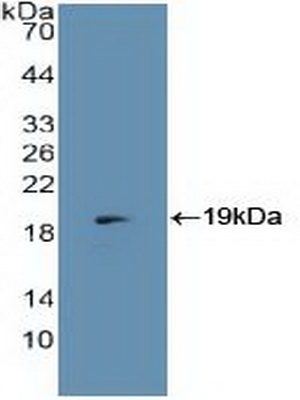 Polyclonal Antibody to Membrane Cofactor Protein (MCP)