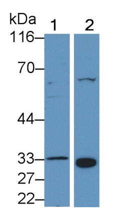 Polyclonal Antibody to Membrane Cofactor Protein (MCP)