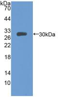 Polyclonal Antibody to Milk Fat Globule EGF Factor 8 (MFGE8)