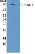 Polyclonal Antibody to Milk Fat Globule EGF Factor 8 (MFGE8)