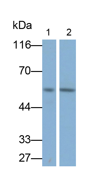 Polyclonal Antibody to V-Myc Myelocytomatosis Viral Oncogene Homolog (MYC)