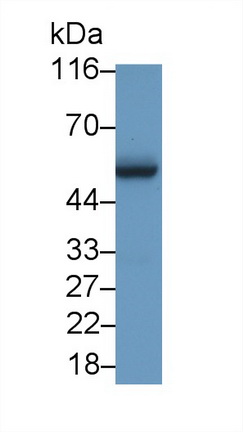 Polyclonal Antibody to V-Myc Myelocytomatosis Viral Oncogene Homolog (MYC)