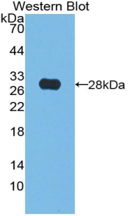 Biotin-Linked Polyclonal Antibody to Protein Tyrosine Phosphatase Receptor Type S (PTPRS)