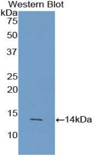 PAB302Hu01.jpg