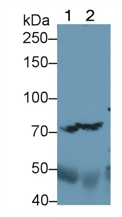 Polyclonal Antibody to Complement C4-B (C4B)