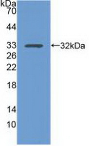 Polyclonal Antibody to Integrin Alpha 1 (ITGa1)