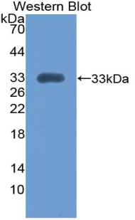 Polyclonal Antibody to Integrin Alpha 1 (ITGa1)