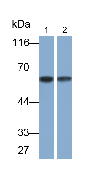 Polyclonal Antibody to Perforin 1 (PRF1)