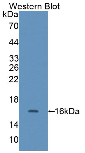 PAB324Ra01.jpg