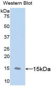 Polyclonal Antibody to Cluster of Differentiation 59 (CD59)