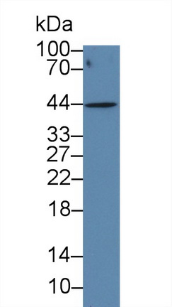 Polyclonal Antibody to Beta Actin (ACTB)