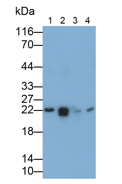 Polyclonal Antibody to Bcl2 Associated X Protein (Bax)