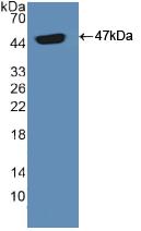 Polyclonal Antibody to Pituitary Adenylate Cyclase Activating Peptide (PACAP)