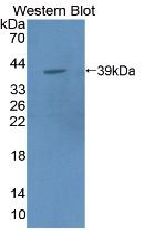 Polyclonal Antibody to Macrophage Expressed Gene 1 Protein (MPG1)