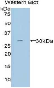 Polyclonal Antibody to Macrophage Expressed Gene 1 Protein (MPG1)