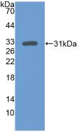 Polyclonal Antibody to Extracellular Signal Regulated Kinase 1 (ERK1)