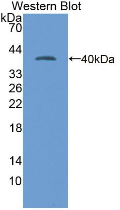 Polyclonal Antibody to Lactate Dehydrogenase A (LDHA)