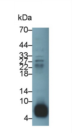 Polyclonal Antibody to Defensin Beta 1 (DEFb1)