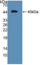 Polyclonal Antibody to Activating Transcription Factor 6 (ATF6)