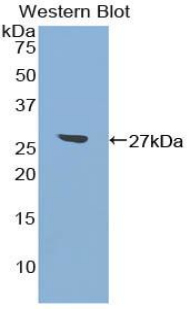 Polyclonal Antibody to Activating Transcription Factor 7 (ATF7)