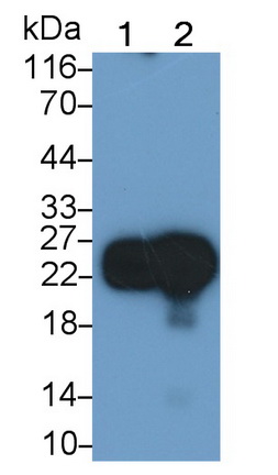 Polyclonal Antibody to Cluster of Differentiation 90 (CD90)