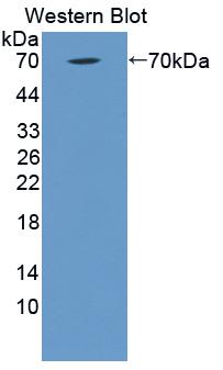 Polyclonal Antibody to Complement Component 1, Q Receptor (C1qR1)