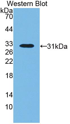 Biotin-Linked Polyclonal Antibody to Lipopolysaccharide Binding Protein (LBP)