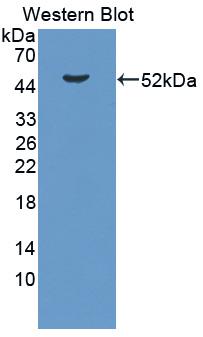 Biotin-Linked Polyclonal Antibody to Lipopolysaccharide Binding Protein (LBP)