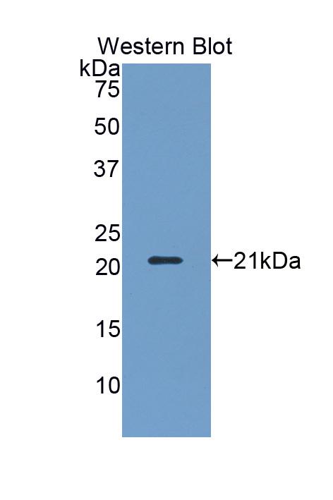 PAB407Hu01.jpg